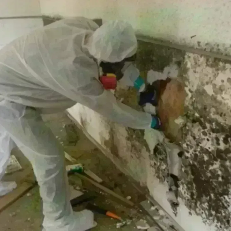 Mold Remediation and Removal in Warsaw, NY